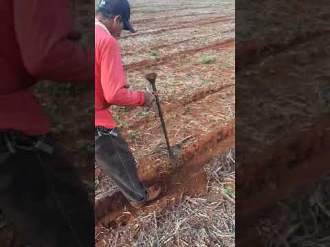 Пистолет для посадки арбузных семян (Бразильская версия)