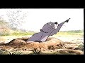 Closing To Winnie The Pooh And The Honey Tree 1997 VHS Version 1