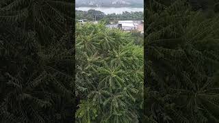 Download lagu kammana kuluka koila song mp3 Download lagu kammana kuluka koila song mp3