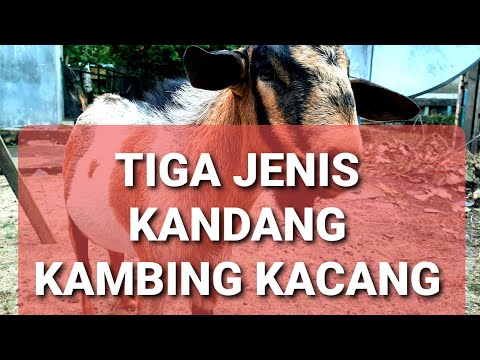 , title : 'TIGA JENIS KANDANG KAMBING KACANG'