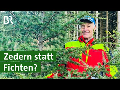 Ist die Zeder der Baum der Zukunft in Bayerns Wäldern? | Klimawandel | Unser Land | BR