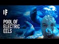 What If You Fell Into a Pool of Electric Eels?