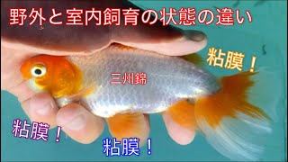 《金魚》触っていたら野外と室内飼育の状態の違いに気付きました！！
