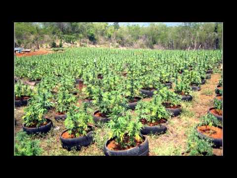 ganja mafia     erne100