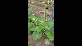 Growing Delicata Squash in Tomato Cages