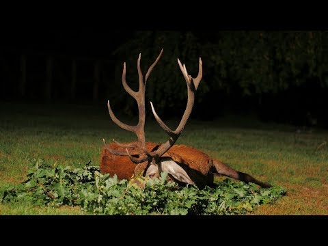 Gute Brunft im Herzen von Pommern - 3 Hirsche gestreckt!