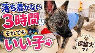 保護犬、初めての3時間お留守番の様子。