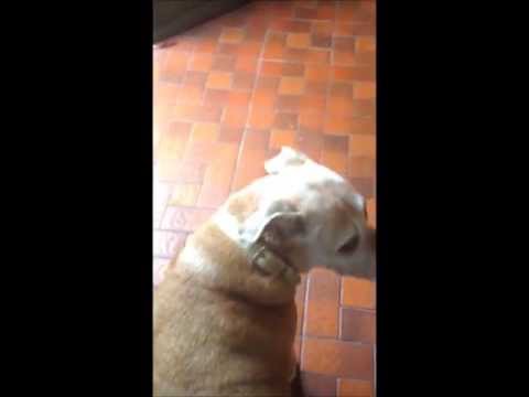 Zora's Day at the Beach