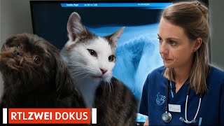 Tierärzte im Dauereinsatz: Notfälle rund um die Uhr 🙀 | Deutschland be