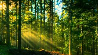 Galadriel the forest lullaby subtitulado en español