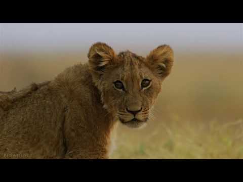 5K African Wildlife   African Nature Showreel 2019 by Robert Hofmeyr