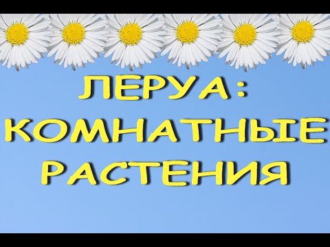 Леруа:КОМНАТНЫЕ РАСТЕНИЯ,цветы,05.08.22,ТЦ "Космопорт",Самара,ул. Дыбенко,30.