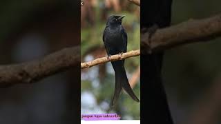 Download lagu Suara srigunting krantil alasan memanggil teman suara pancingan untuk burung srigunting bahan.. mp3