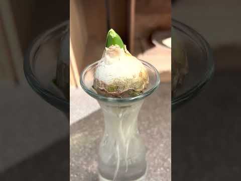 コップ一杯の水でヒヤシンスを育てる 植物
