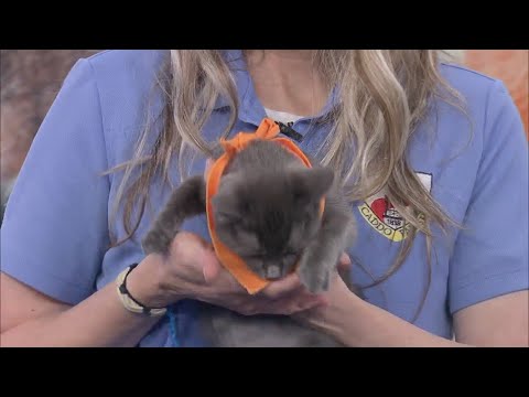 Meet Harry Pawter our adorable Pet of the Week - YouTube