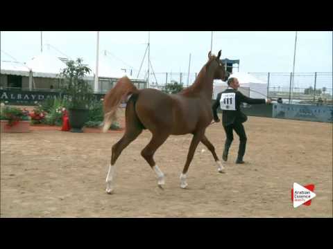 N.111 MAGNUMS VOLCAN K.A. - Menton 2016 - Colts 2 years old (Class 7)