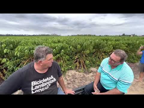 Crop yield: 230 sacks/ha - Coffee from Rondônia in Espírito Santo - Pepê Baioco - São José Farm i...