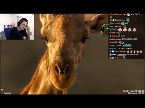 xQc Reacts to Giraffes Fight To The Death