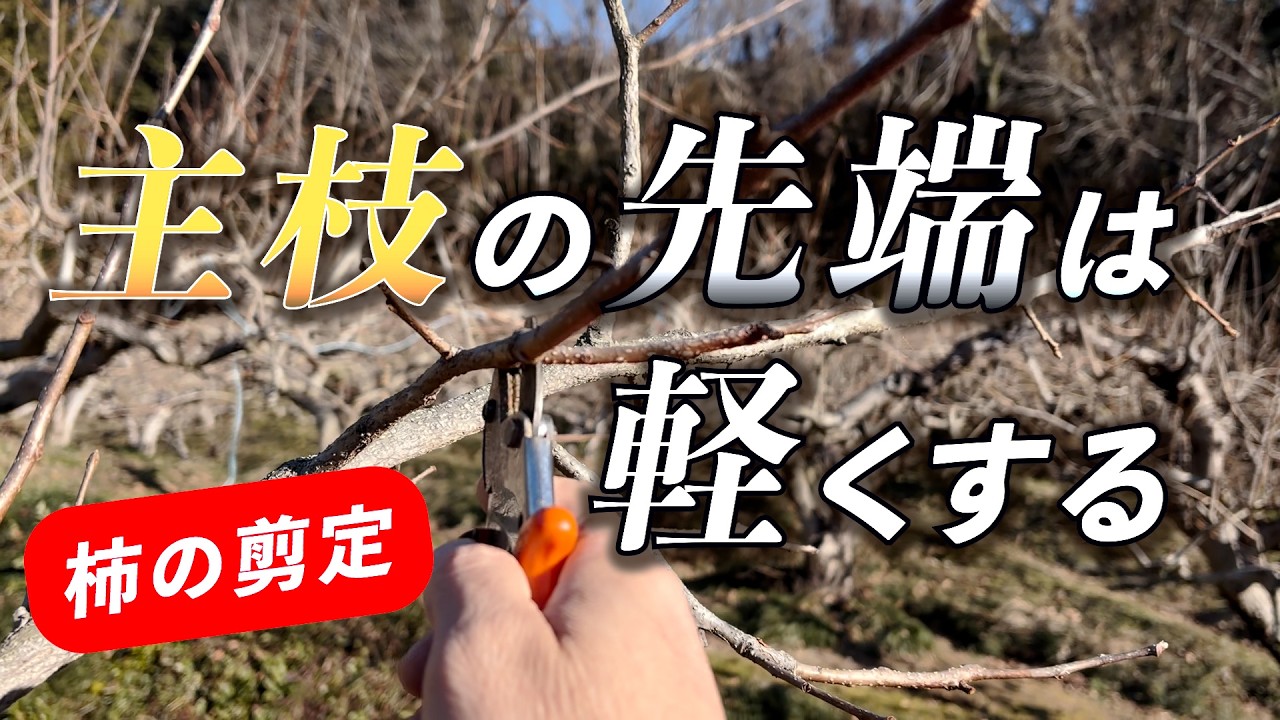 柿の木の剪定#40 頭は軽くする