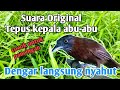 SUARA BURUNG TEPUS KEPALA ABU ABU ORIGINAL