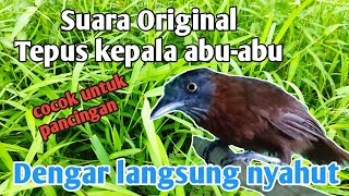 Download lagu SUARA BURUNG TEPUS KEPALA ABU-ABU ORIGINAL mp3