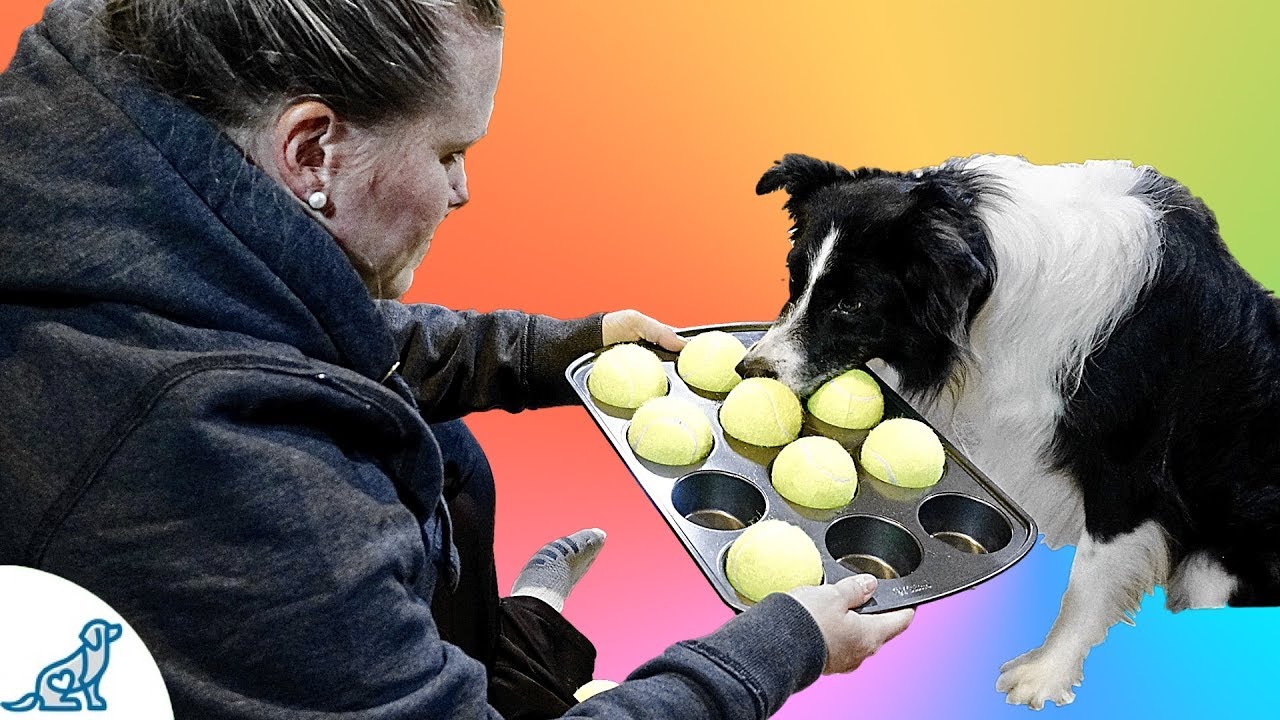 Dog Food Puzzle- Simple Food Puzzles For Dogs - Professional Dog Training Tips