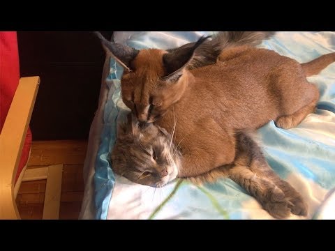 Family Live With Wild Caracal Cat - YouTube