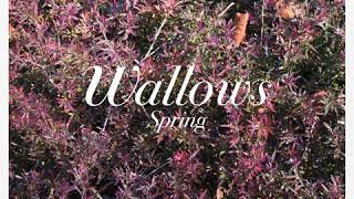 Wallows - These Days