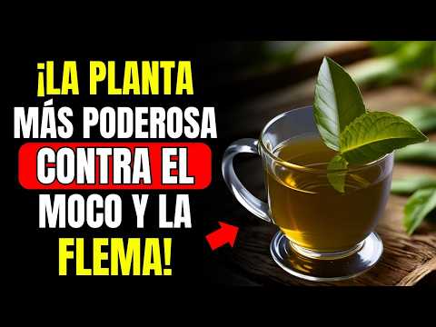 ¡La Planta #1 para ELIMINAR toda la FLEMA y MOCO de tu GARGANTA en Minutos! (Así se toma)