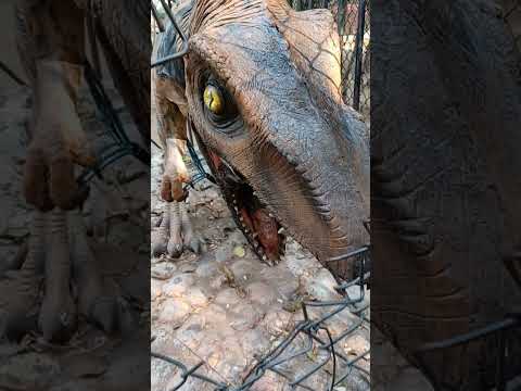 #velociraptor #escape #dangerous #alert