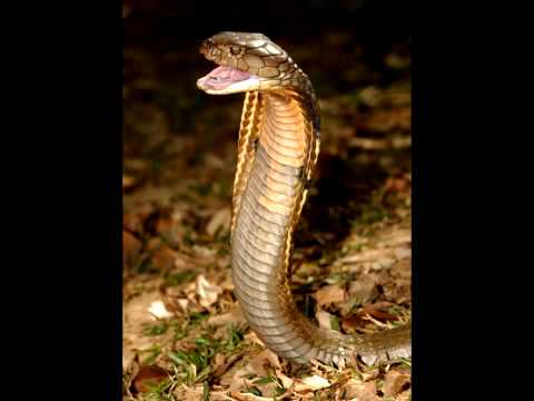 Awesome snakes Snakes vs jerks