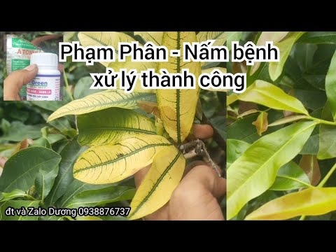 chăm sóc mai vàng | khắc phục mai bị phạm Phân - Nấm bệnh