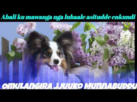 Omanya ddi maama Nabinene nti akubanja, migenzo ki mu kubikka Kabaka - Omulangira Jjuuko Munnabuddu