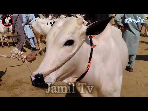 Domail Mandi Fatehjang Latets update 2023 ll Dhani bull ll 0 size ll Jamil tv ll