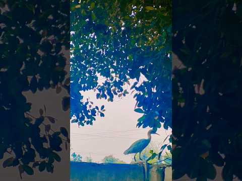 Suraiya #viral #shorts #pets