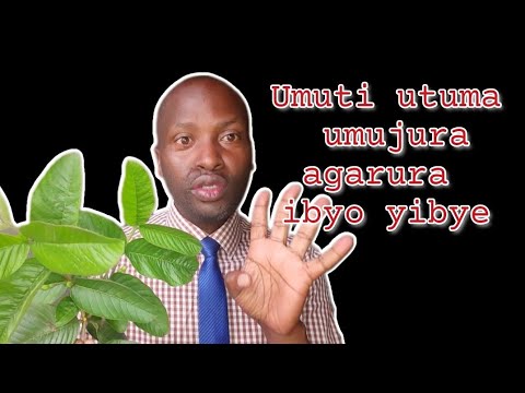 Umuti w'abajura|| AGARURA IBYO YIBYE AKAGUSABA IMBABAZI