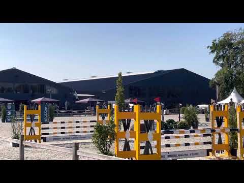 Wadro’s Jerina by Zirocco Blue x Kashmir vh Schuttershof