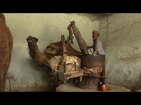Camel power turns sesame into precious oil in Afghanistan