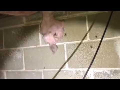 Cave Crickets Creep Out Family in Manasquan, NJ