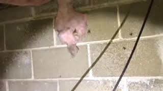 Cave Crickets Creep Out Family in Manasquan, NJ