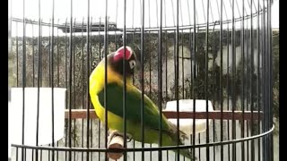 Download lagu PALING DI CARI..!!! Lovebird Betina Fighter Durasi Panjang Isian Kapas Tembak mp3