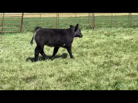 Tag 38 video