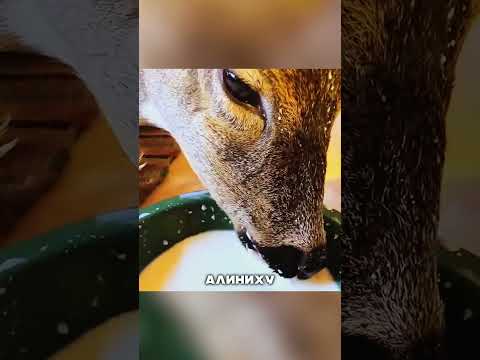 Спасли очень благодарную олениху😍☺️