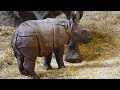 Rare Baby Rhino Takes First Wobbly Steps With The Help Of Her Mother