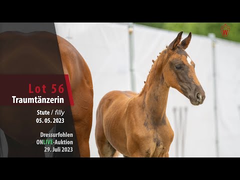 ONLIVE-AUKTION Lot 56 Traumtänzerin Stute v. Total Diamond PS - Floresco