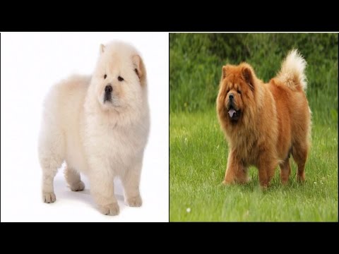 download lagu mp3 mp4 Chow Chow Feeding Guide, download lagu Chow Chow Feeding Guide gratis, unduh video klip Chow Chow Feeding Guide