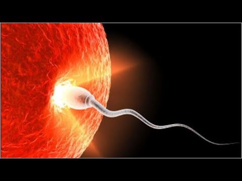 Borsite nellarticolazione del ginocchio Sintomi displasia dellanca negli adulti e