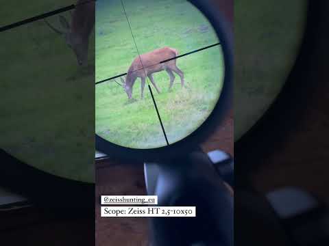 Red Deer Spiker | Spießer - Behind the Scenes: Hirschbrunft in Thüringen