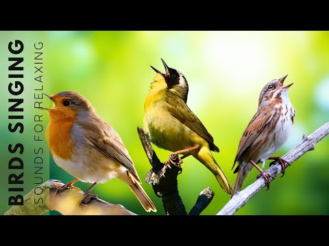 24 Hours of Beautiful Birds (No Music) - Nature Relaxation, Birds Singing Without Music