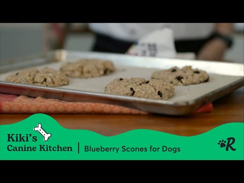 download lagu mp3 mp4 Dog Scones, download lagu Dog Scones gratis, unduh video klip Dog Scones